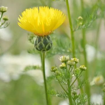 Centaurea The Bride - Seeds 