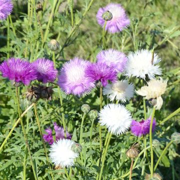 Cornflower Mix Seeds - Centaurea moschata