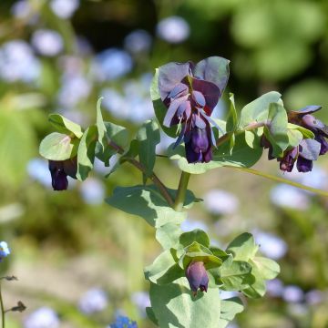 Honeywort Purpurascens Kiwi Blue Seeds - Cerinthe major