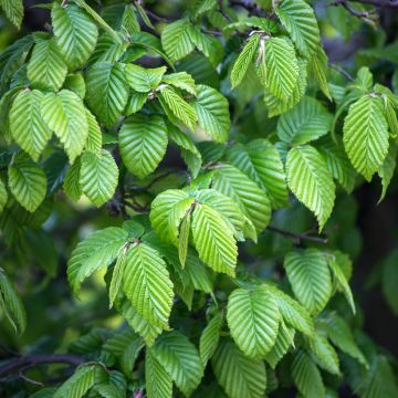 Carpinus betulus seeds - Common hornbeam