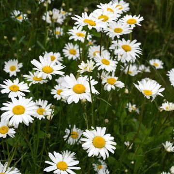 Shasta daisy Alaska Seeds - Leucanthemum x superbum