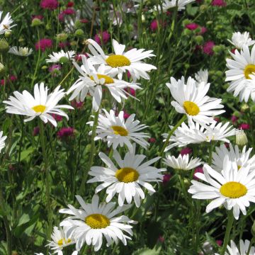 Daisy Marguerite Snow Daisy Seeds - Chrysanthemum paludosum