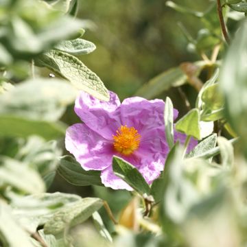 Cistus albidus seeds - White-leaved rock rose