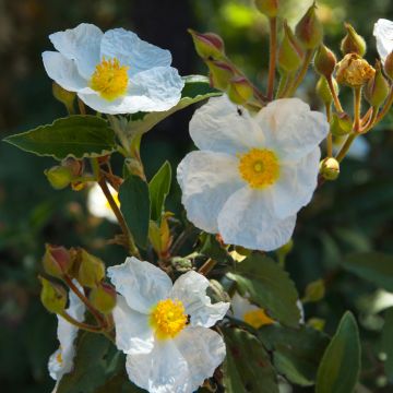 Cistus laurifolius seeds - Laurel-leaved rock rose