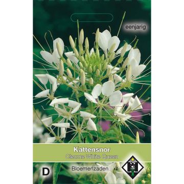 Cleome spinosa White Queen Seeds - Spider plant