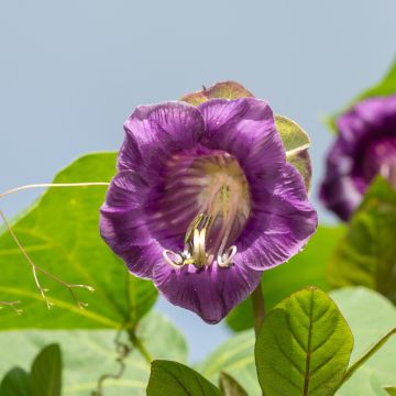 Cobea scandens Violet Blue Bells - Cobée grimpante