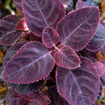 Solenostemon scutellaroides Mezmerize​ Rusty Red