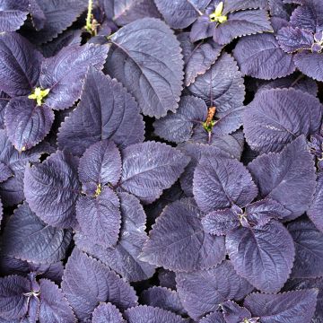 Coleus Palisandra 