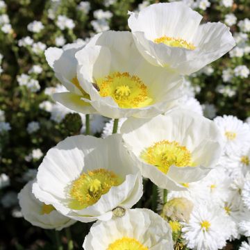 Poppy Bridal Silk Seeds - Papaver rhoeas