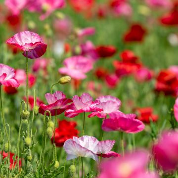 Papaver rhoeas Shirley Mixed - seeds