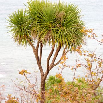 Cordyline australis seeds - Cabbage tree