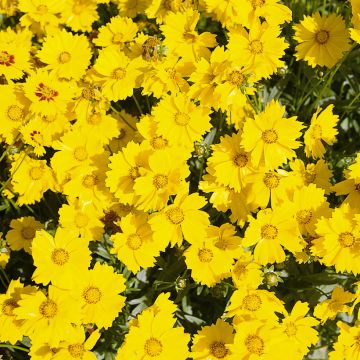 Coreopsis grandiflora Mayfield Giant seeds