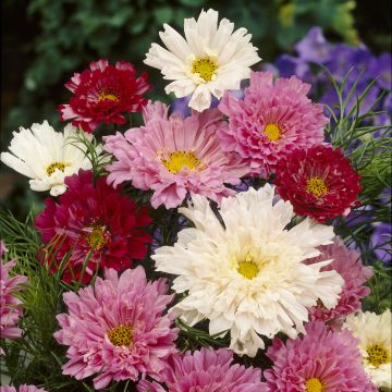 Cosmos bipinnatus Cosmos Double Click Mixed