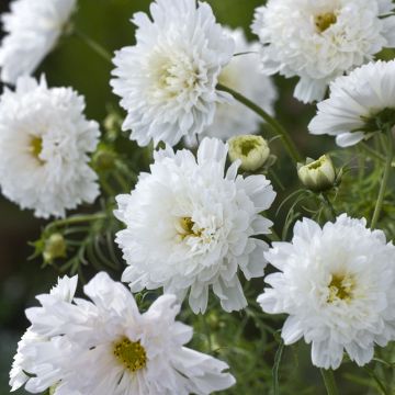 Cosmos Double Click Snow Puff Seed - Cosmos bipinnatus