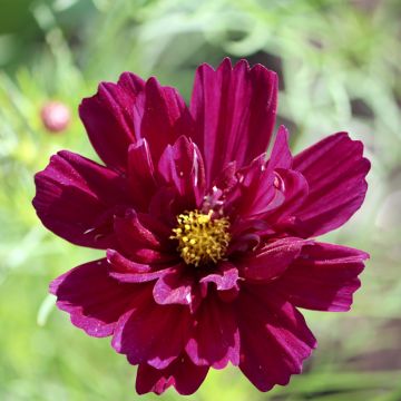 Cosmos Fandango seeds - Cosmos bipinnatus