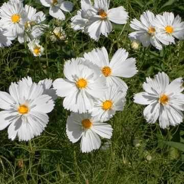 Cosmos Psyché White - Cosmos bipinnatus seeds