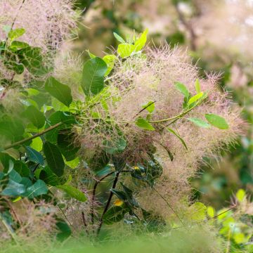 Cotinus coggygria seeds - Smoke bush