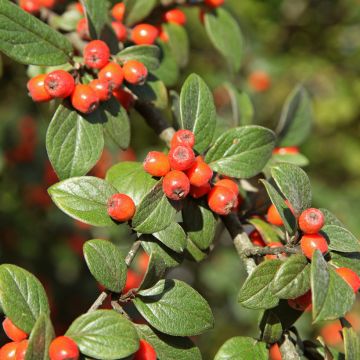 Cotoneaster franchetii seeds - Franchet's cotoneaster