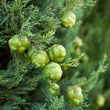 Provence Cypress - Cupressus sempervirens seeds