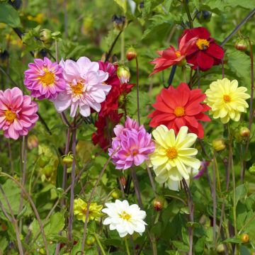 Dahlia Unwin Ideal Mix seeds