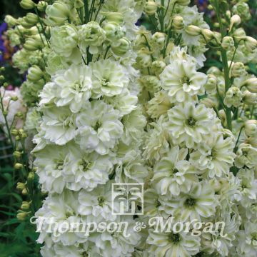 Seeds of Delphinium Green Twist - White and pale green hybrid Larkspur
