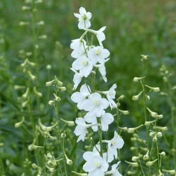 Delphinium belladonna Casablanca seeds - Larkspur