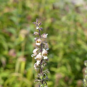 Digitalis lanata Café Crème Seeds - Foxglove