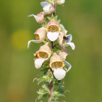 Digitalis lanata Café Crème Seeds - Foxglove