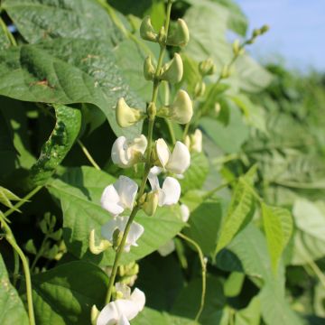 Dolichos Silver Moon - Lablab bean seeds