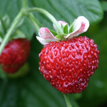 Fragaria vesca Mignonette - alpine strawberry seeds