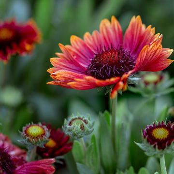 Gaillardia Arizona Red Shades Seeds