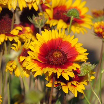 Gaillardia Torchlight - seeds