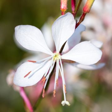 Gaura lindheimeri Emmeline White - seeds