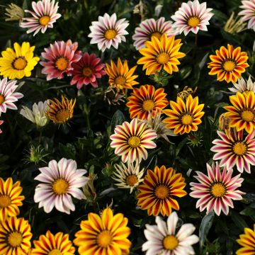 Gazania (x) splendens Sunshine Hybrids