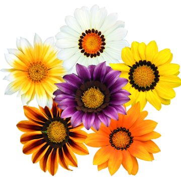 Gazania rigens Zany Mixture seeds - Treasure Flower