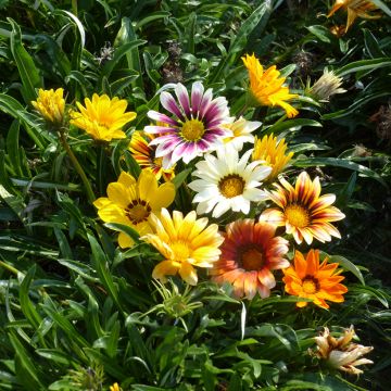 Gazania Garden Star Mix seeds - Treasure Flower