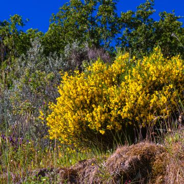 Scotch broom seeds - Cytisus scoparius seeds