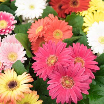 Gerbera jamesonii Large Flowered Mix Seeds - African Daisy