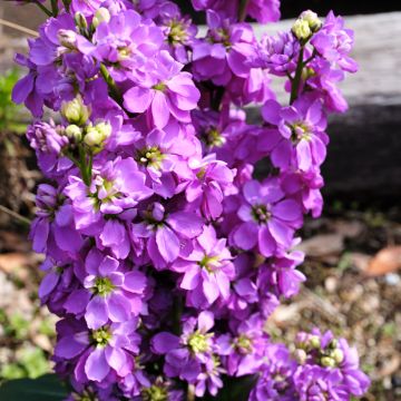 Matthiola incana Anytime Lavender seeds - Stock