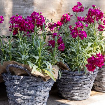 Matthiola incana Anytime Red seeds - Stock