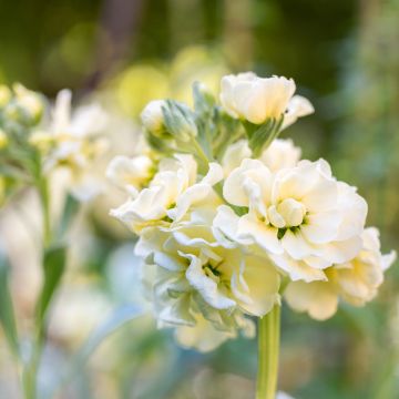 Matthiola incana Anytime Yellow seeds - Stock