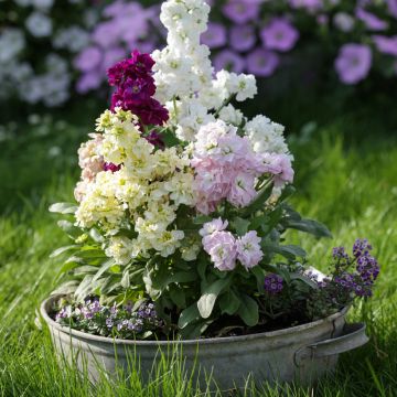 Matthiola incana mix - seeds