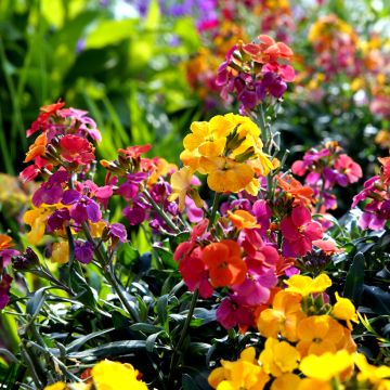 Wallflower 'Fair Lady MIxed' - Erysimum