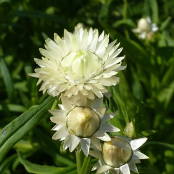 Helichrysum bracteatum monstrosum Creamy White seeds - Strawflower