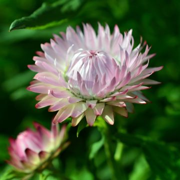 Helichrysum bracteatum Silvery Rose - Strawflower seeds