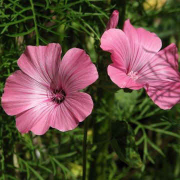 Lavatera trimestris 'Loveliness Pink'