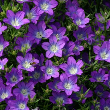 Legousia pentagonia - Venus's Looking Glass