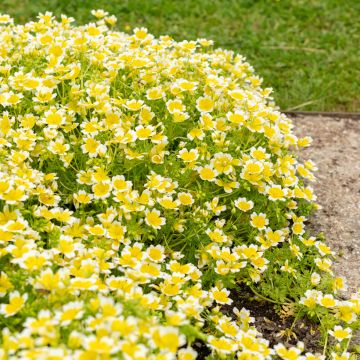 Limnanthes douglasii - Poached egg plant