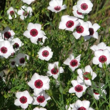 Linum grandiflorum Bright Eyes - Annual Flowering Flax Seeds