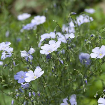 Linum perenne - Blue Perennial Flax Seeds